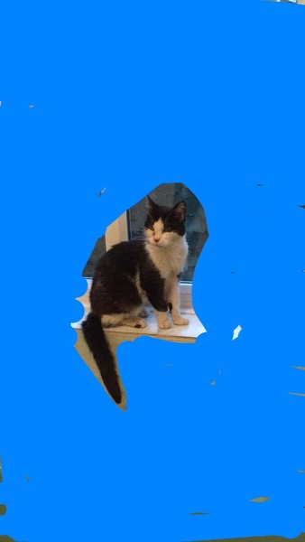 What are the essentials for being a good cat owner?