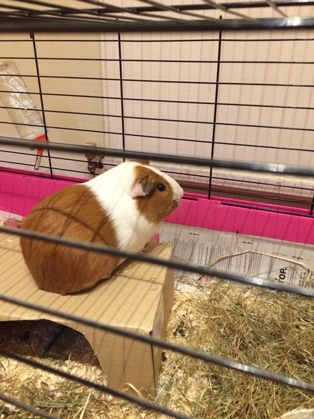 A new member of the board