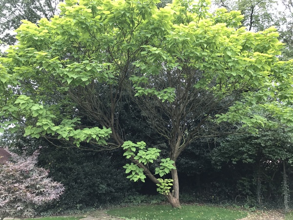 Which tree?