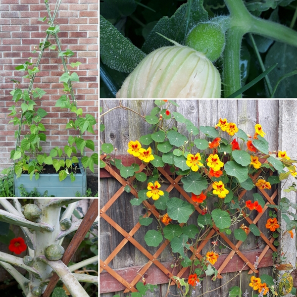 Allotment/Veg patch thread 11 'We bid  farewell to rainbow leaves but will keep plotting along'
