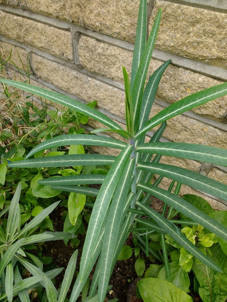 Plant ID please