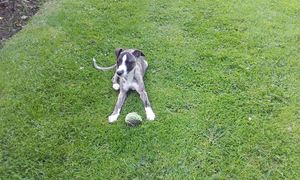 Whippet training troubles