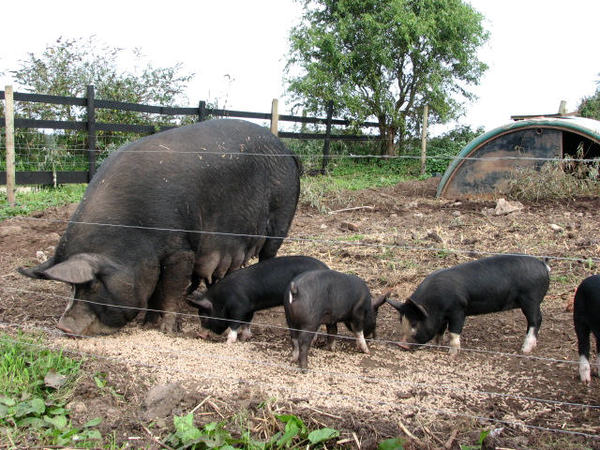 Is this a micro pig if not what breed is she ??