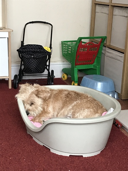 Inheriting a dog