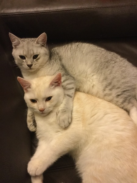 Best breed for indoor cat?