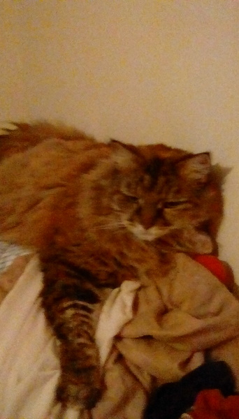 Cats still catting away part 5