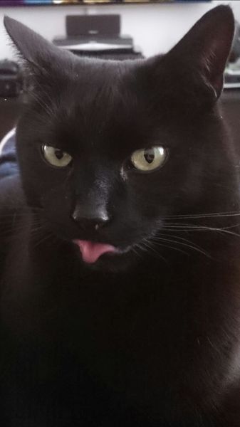 So I went to the adoption centre