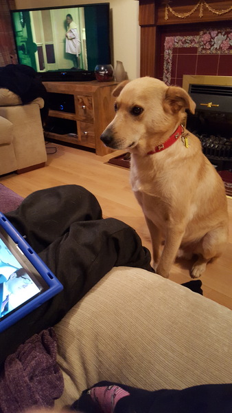 Dogs from Romania - Your thoughts/experiences?