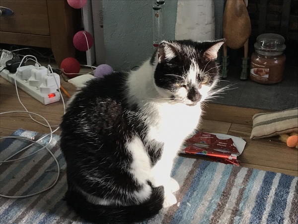 What I wasn't expecting when I got cats
