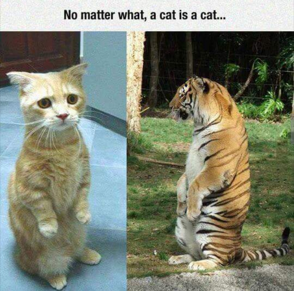 Can we have a funny cat stuff from the web thread?