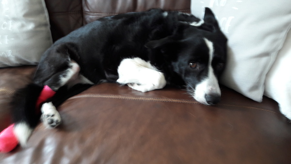 To put cream, manuka honey or leave alone on my dog??