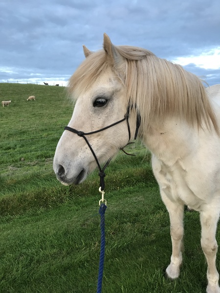 Life is so cruel, my horse is being PTS tomorrow