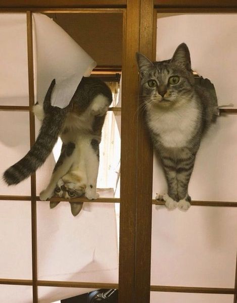 Can we have a funny cat stuff from the web thread?
