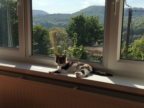 Show me your living room window ledges