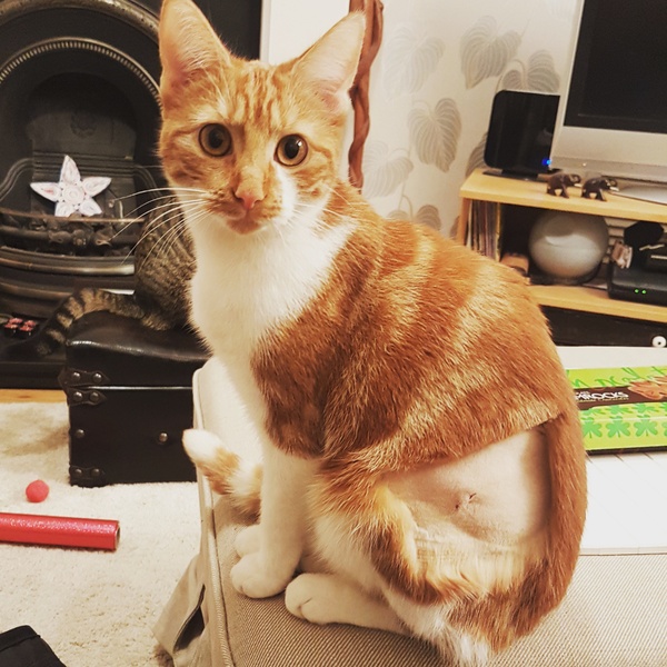 Cats still catting away part 5