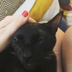 Can cats love you?