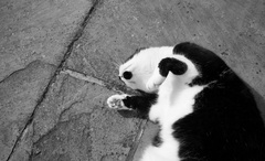 B/W cat appreciation society