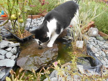 Cats still catting away part 5