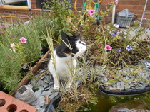 Cats still catting away part 5