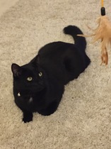 Cats still catting away part 5