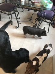 Is this a micro pig if not what breed is she ??