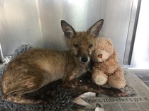 To help a mangy scrap of fox UPDATE