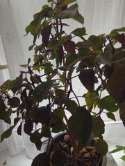 just planted out my poinsettia