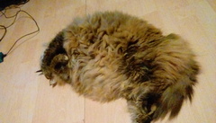 Cats still catting away part 5