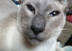 Newboy: sequel that's better than the original