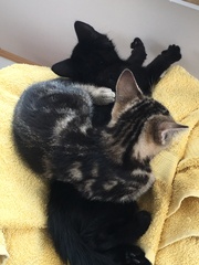 Kitten Preparation Tips
