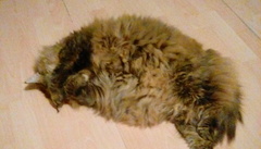 Cats still catting away part 5