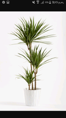 House plant