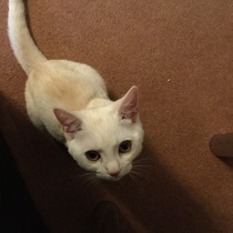 What I wasn't expecting when I got cats