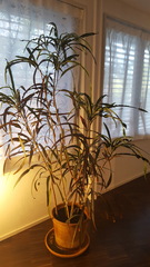Plant advice for plant killer