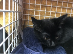 Kittens - things to consider