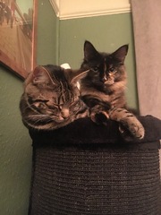 Cats still catting away part 5