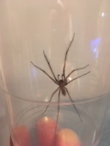 LOOK AT THIS BLOODY THING