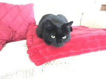 Mum thinking of rehoming George