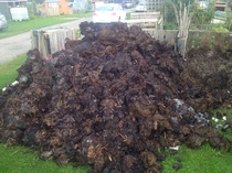 Allotment/Veg patch thread 11 'We bid  farewell to rainbow leaves but will keep plotting along'