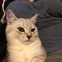 What I wasn't expecting when I got cats