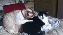 Cats still catting away part 5
