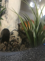 Is my goldfish dying?