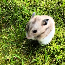 Can I see a picture of your hamsters?