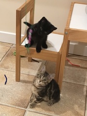 Kitten Preparation Tips