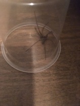 LOOK AT THIS BLOODY THING