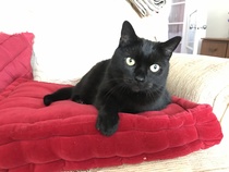 Mum thinking of rehoming George