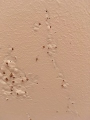 Help - Termites are eating my house