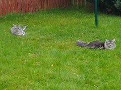 New kitten and THE POO