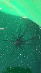 To show you a picture of a spider