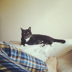 B/W cat appreciation society